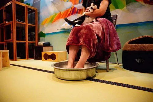 貓浴場 不只是泡貓，還有喵技師的貼心服務